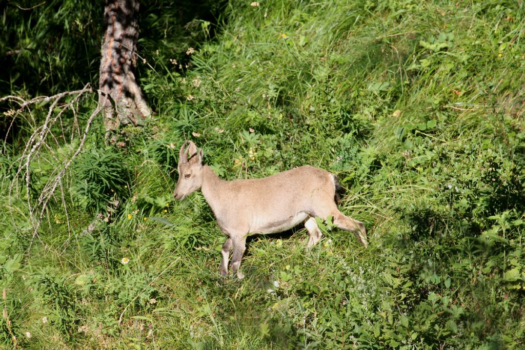 Capra ibex (AO)
